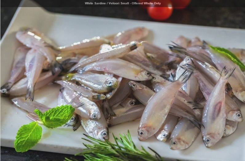 White Sardine / Veloori Small Archives